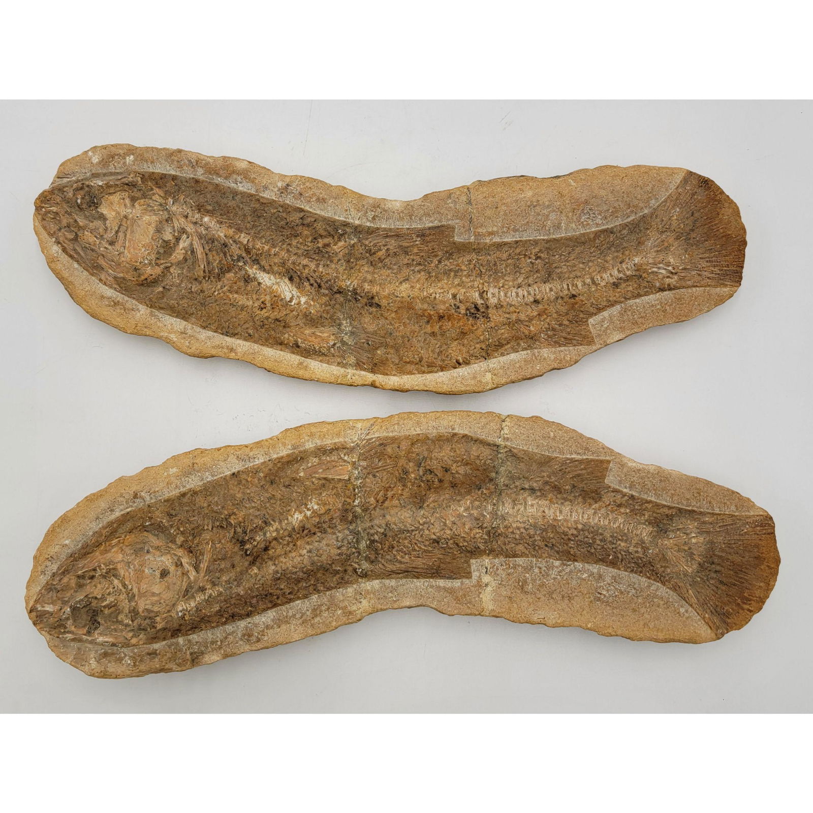 Fossilized  Fish Vinctifer Comptoni Brazil (1 of 17)