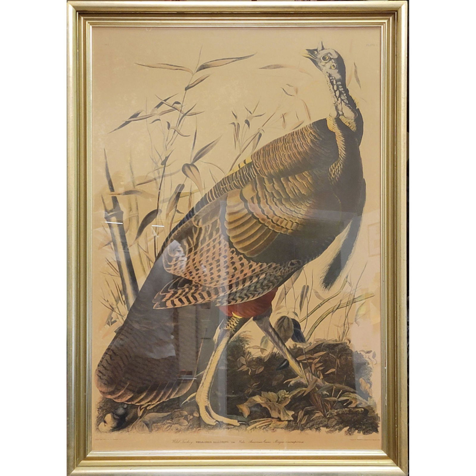 AUDUBON, John James 1785-1851 Plate No 1 Wild Turkey (1 of 17)