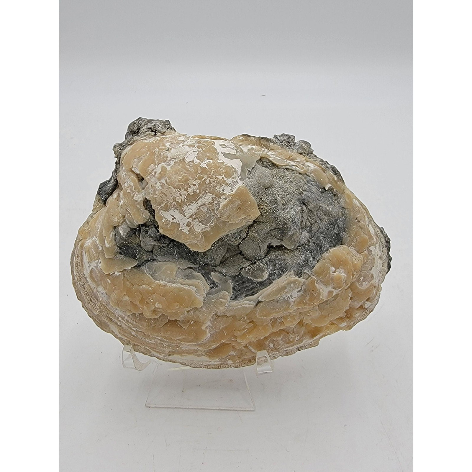 Florida Calcite Oyster Shell Fossil: Florida Calcite Oyster Shell Fossil. Measure 4 3/4" x 4"