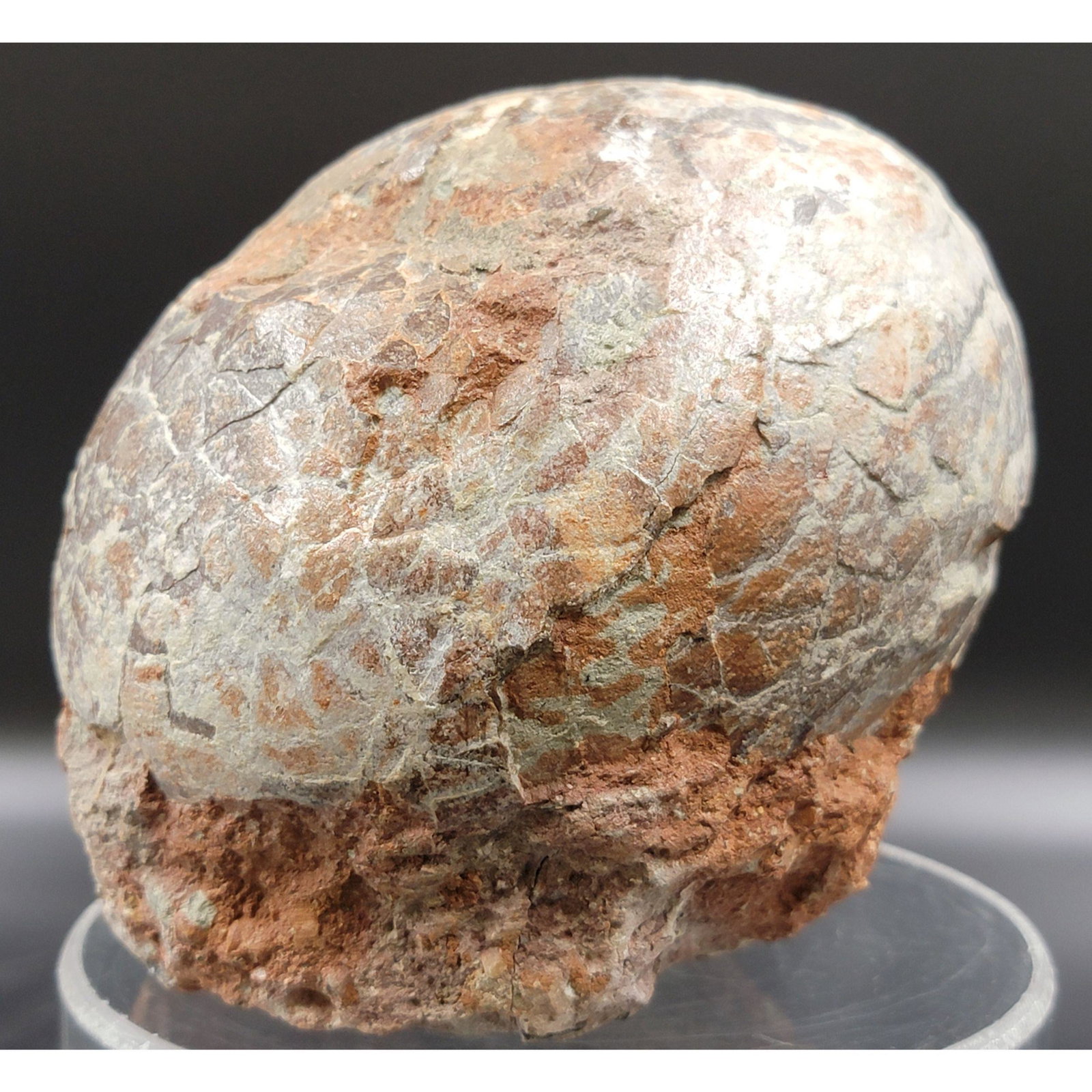 Authentic Fossilized Hadrosaur Dinosaur Egg (1 of 13)