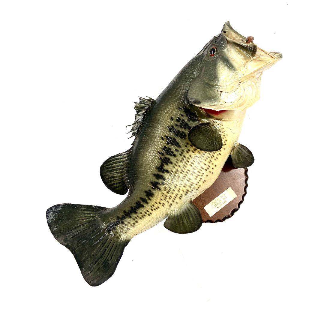 19" Largemouth Bass Real Skin Fish Taxidermy: 19" Largemouth Bass Real Skin Fish Taxidermy. Comes with the hook it was caught with. It's weight is 8 1/2 pounds. From The Private Collection Of Bobby Goldsboro, Musician And Artist. Bobby Goldsboro'