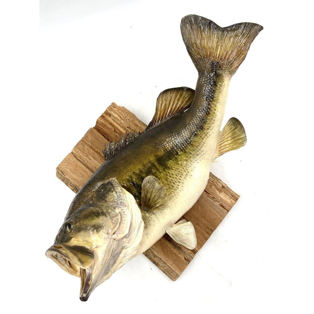 23" Largemouth Bass Real Skin Fish Taxidermy: 23" Largemouth Bass Real Skin Fish Taxidermy. From The Private Collection Of Bobby Goldsboro, Musician And Artist. Bobby Goldsboro's career has been a remarkable evolution. This multi-talented perform