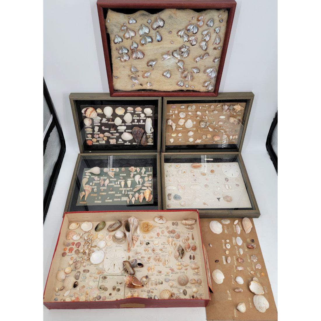 Amazing Sea Shell Collection With Labels (1 of 20)