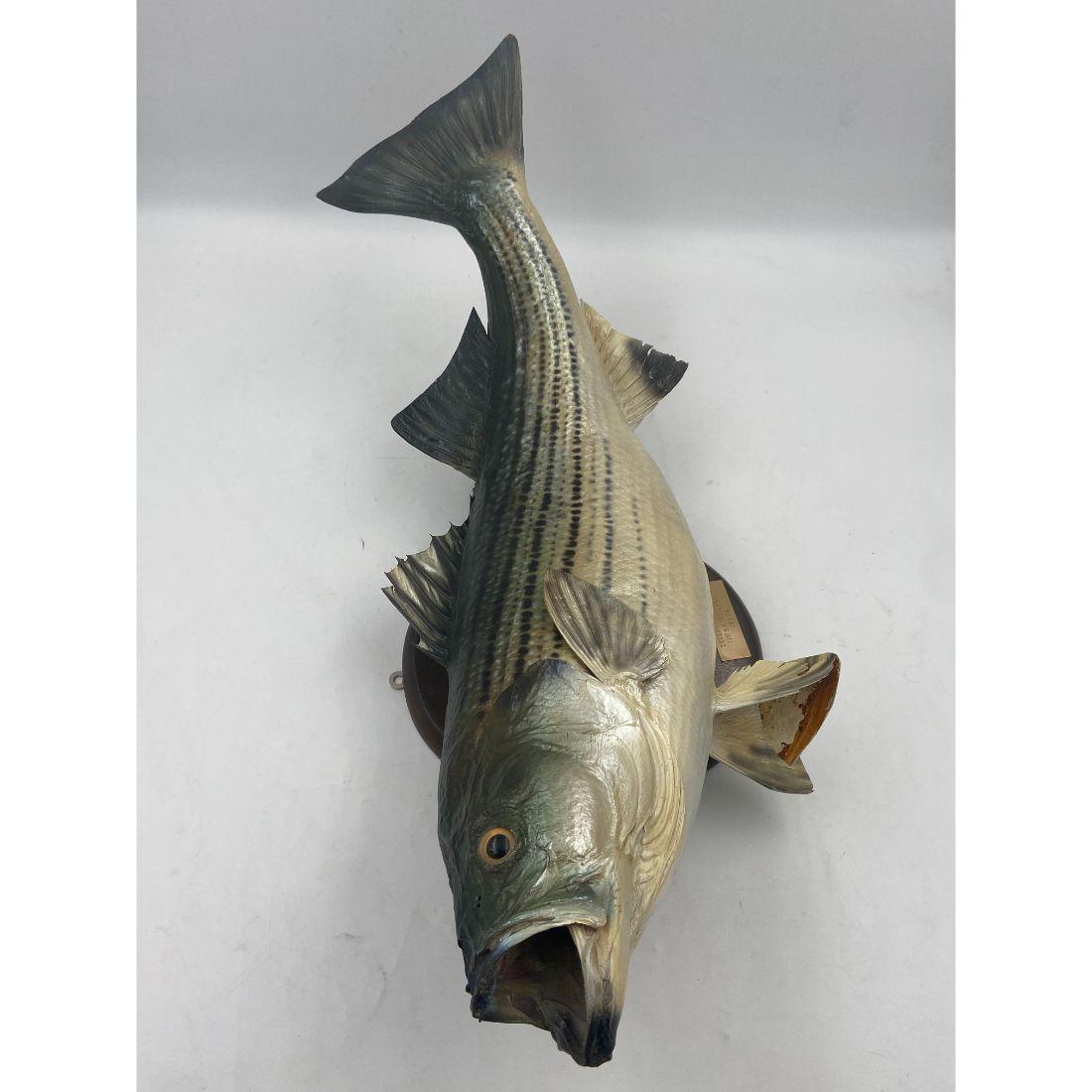 Vintage Striped Bass Taxidermy With Real Skin: Vintage Striped Bass Taxidermy With Real Skin, Measures 29" Long. From The Private Collection Of Bobby Goldsboro, Musician And Artist. https://www.bobbygoldsboro.com/home.cfm. Bobby Goldsboro's career