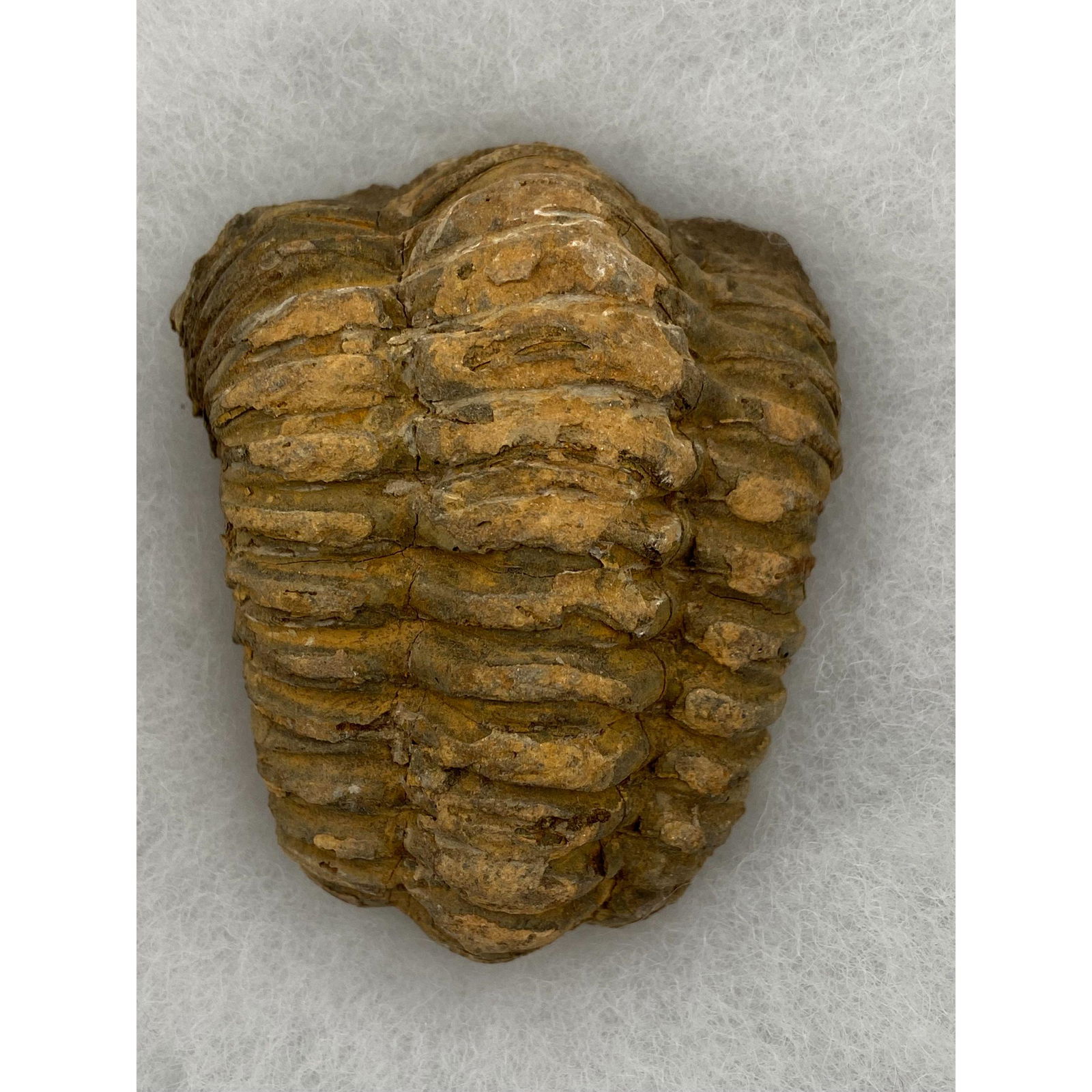 Trilobite Artifacts Age Unknown (1 of 5)