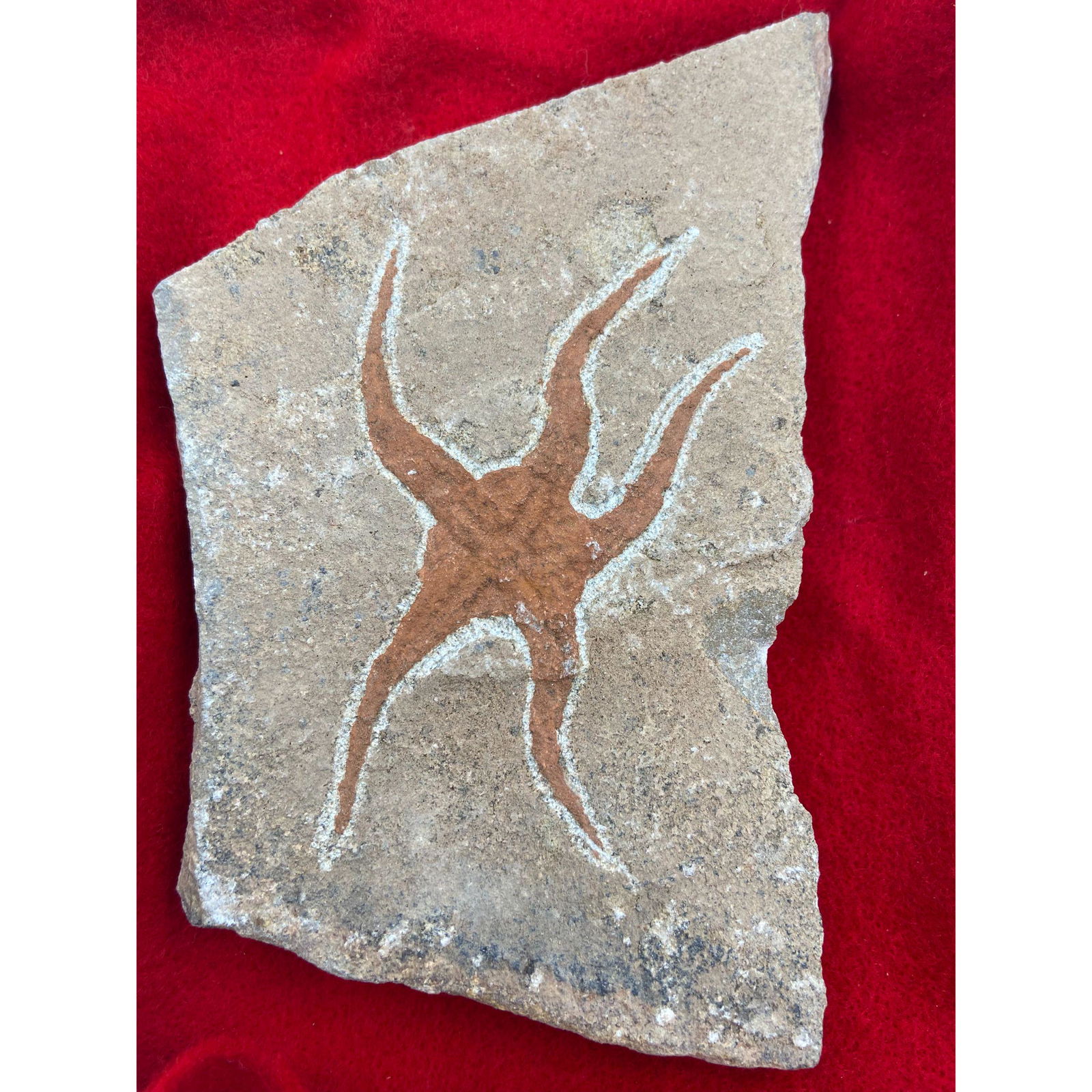 Fossilized Starfish Artifact Age Unknown (1 of 6)