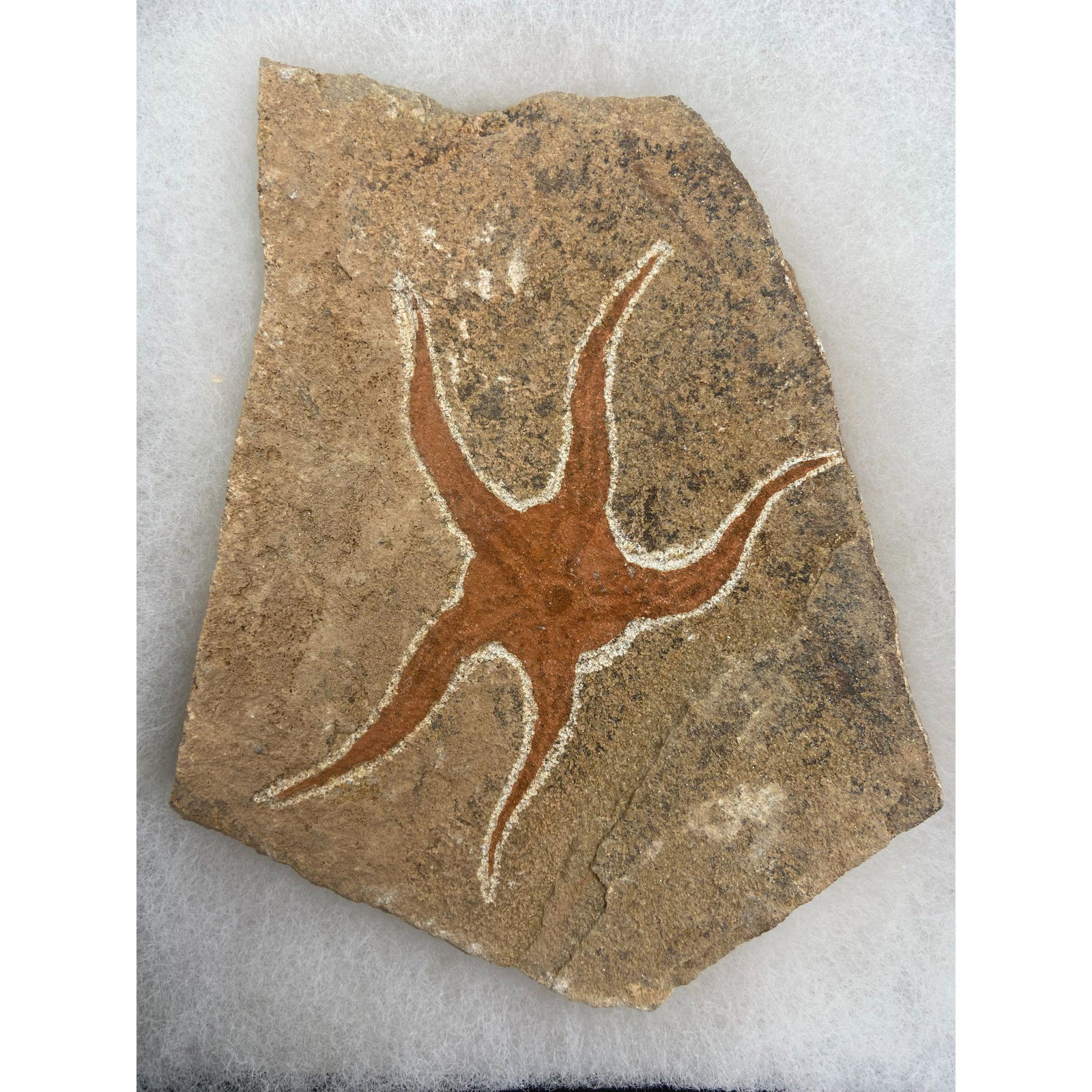 Fossilized Starfish Artifact Age Unknown (1 of 8)