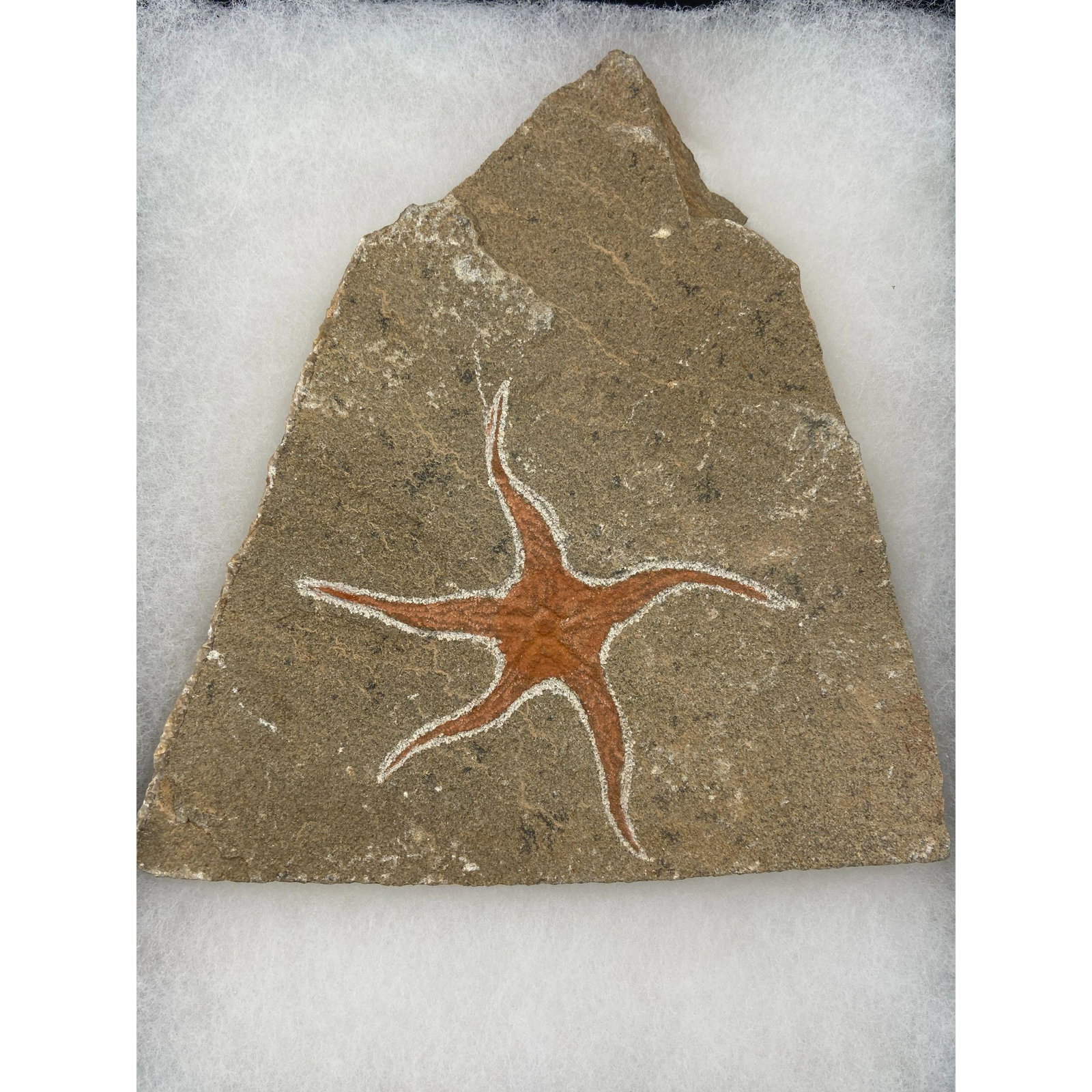 Fossilized Starfish Artifact Age Unknown (1 of 6)