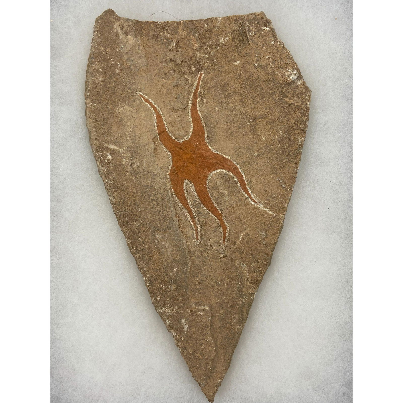 Fossilized Starfish Artifact Age Unknown (1 of 5)