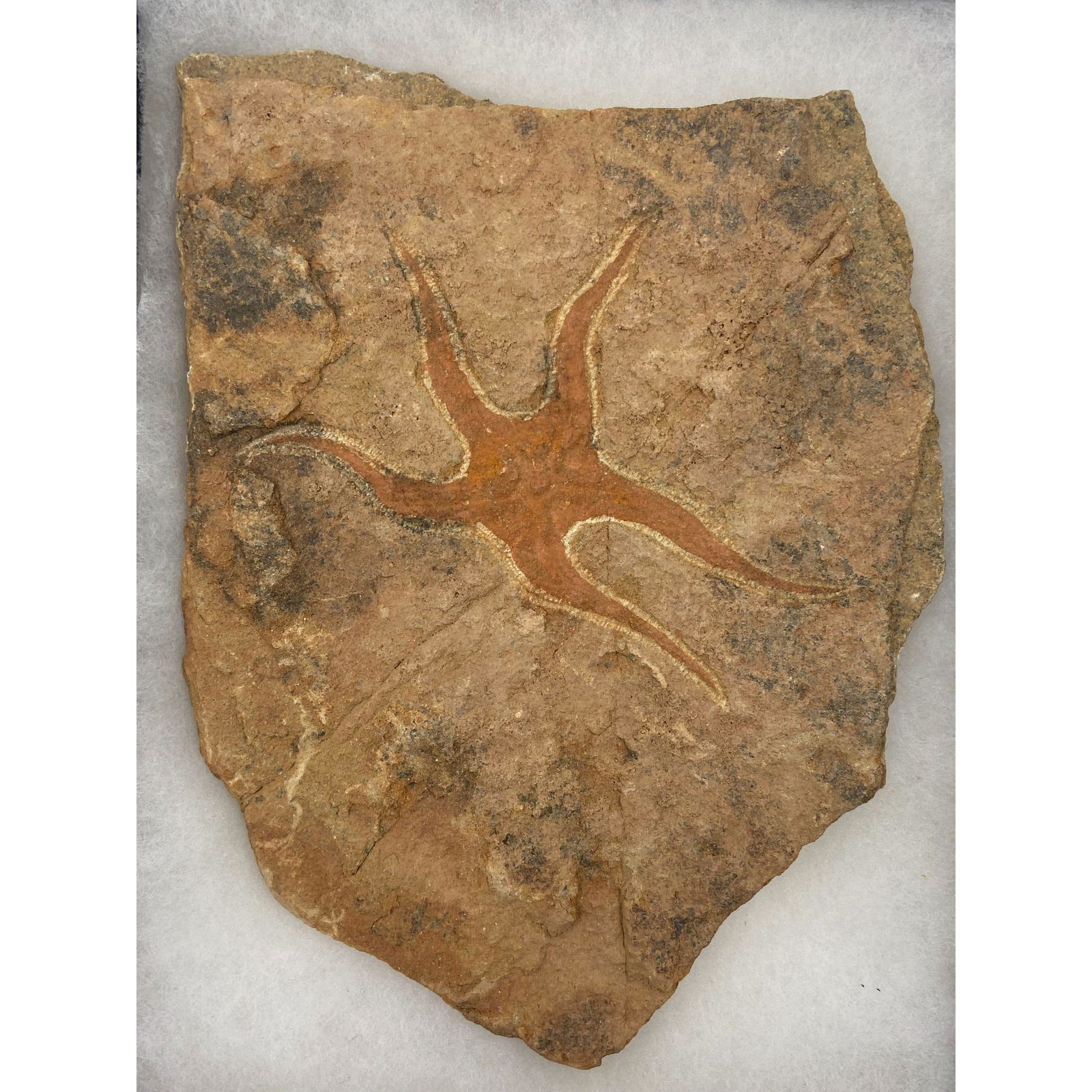 Fossilized Starfish Artifact Age Unknown (1 of 5)