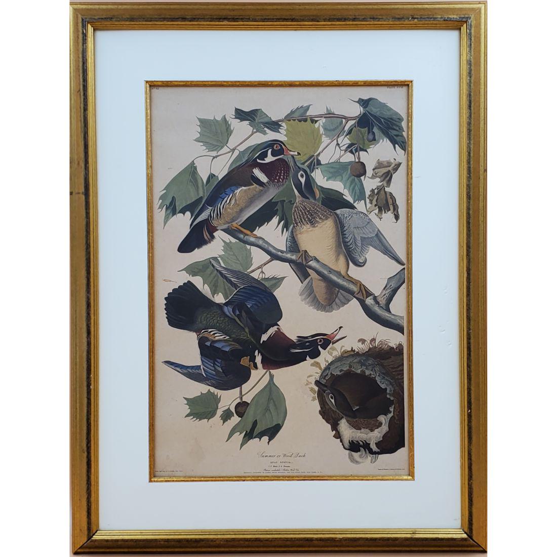 John James Audubon (After) - Wood Duck Print (1 of 11)