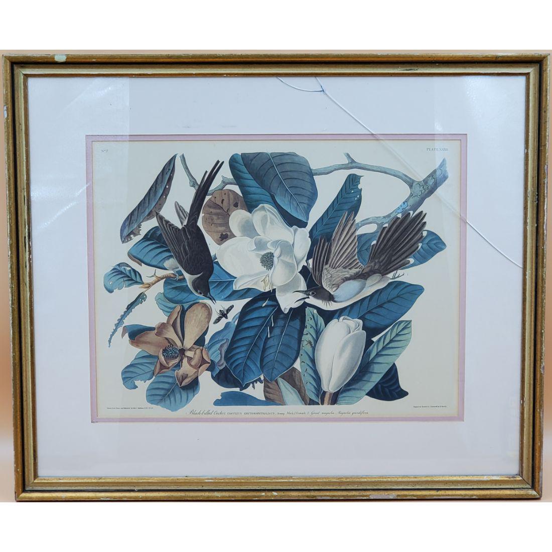 John James Audubon (After) - Black Bill Cuckoo Print (1 of 10)