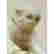 item-131154981=13