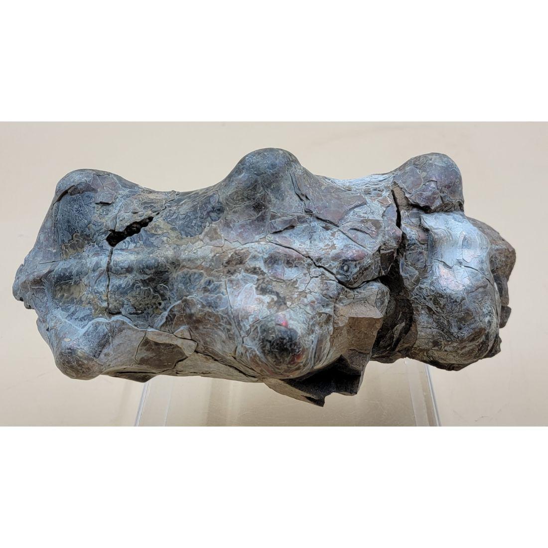 Pre Historic Fossilized Bone ( A SPINE OF A LARGE ANIMAL) A Colorful Bone Fossil ( 4Lb 7.7Oz): Pre Historic Fossilized Bone ( A SPINE OF A LARGE ANIMAL) A Colorful Bone Fossil. Measure 8" Long. This, and many lots forthcoming were found at the massive central Florida estate of a true antiquaria