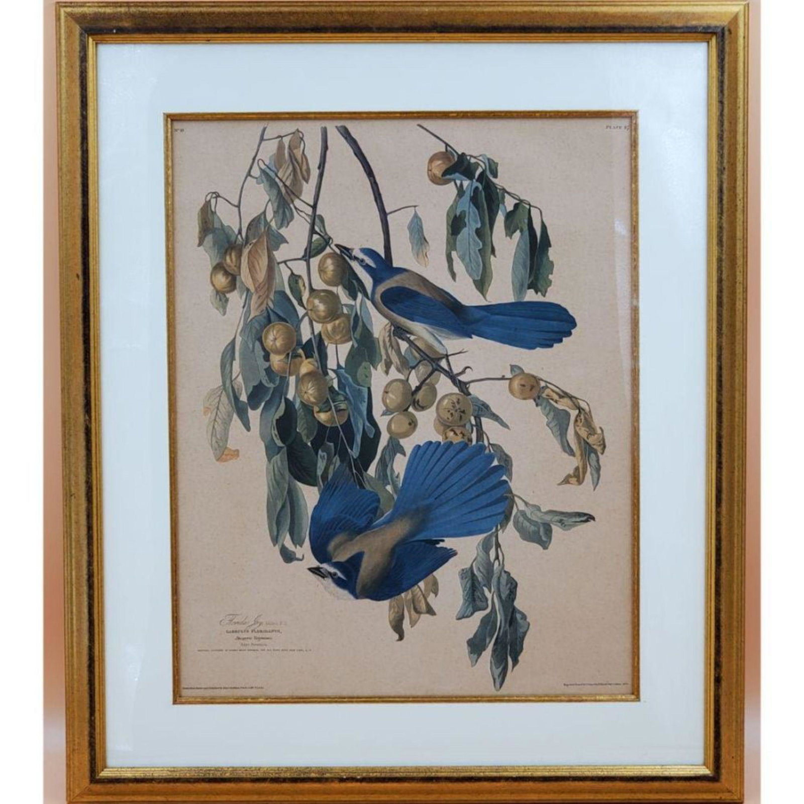 John James Audubon (After) - Florida Jay Print (1 of 10)