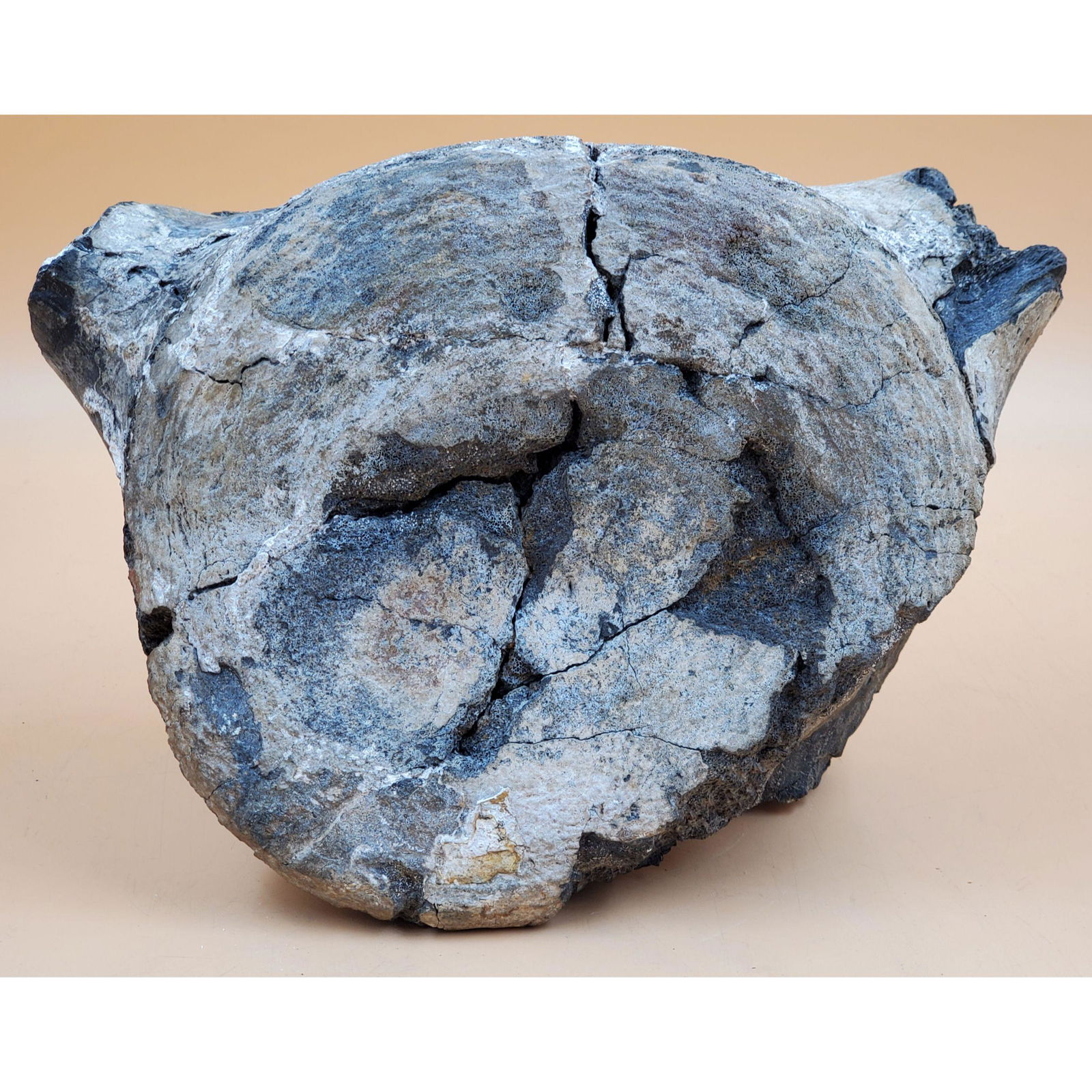 Large Fossil Whale Vertebrae: Large Fossil Whale Vertebrae. Measures 10" x 6" x 7", and weighs 24.4 lbs. This lot was found at the massive central Florida estate of a true antiquarian who amassed his magnificent collection over a