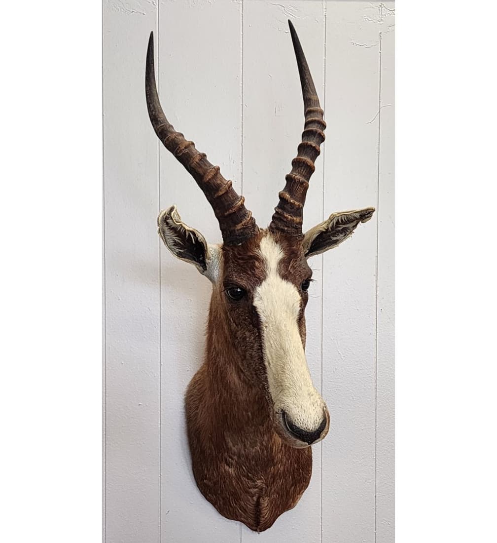 Taxidermy Blesbok (Blesbuck) Head Mount (1 of 7)
