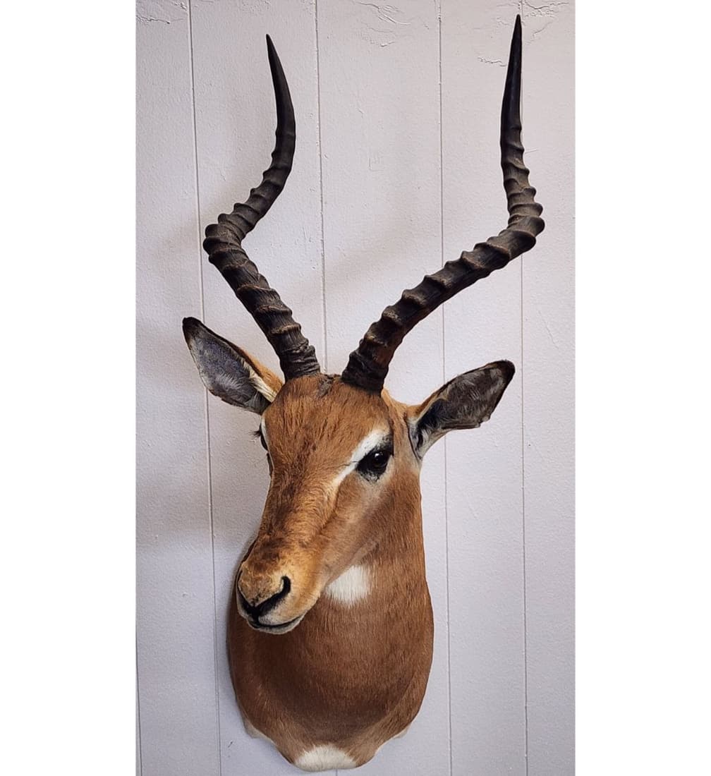 Taxidermy Impala Antelope Head Mount (1 of 6)