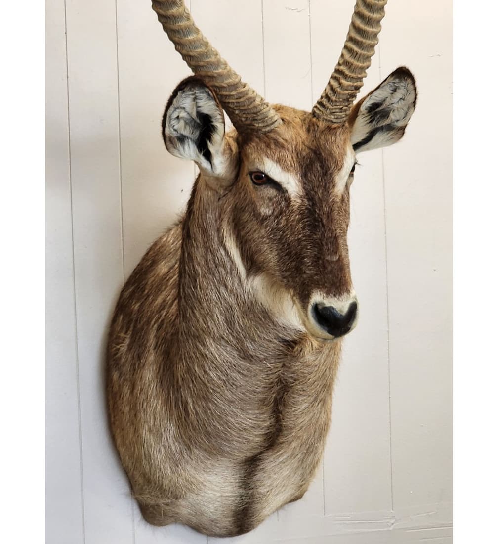 Large Taxidermy Waterbuck Head Mount (1 of 11)