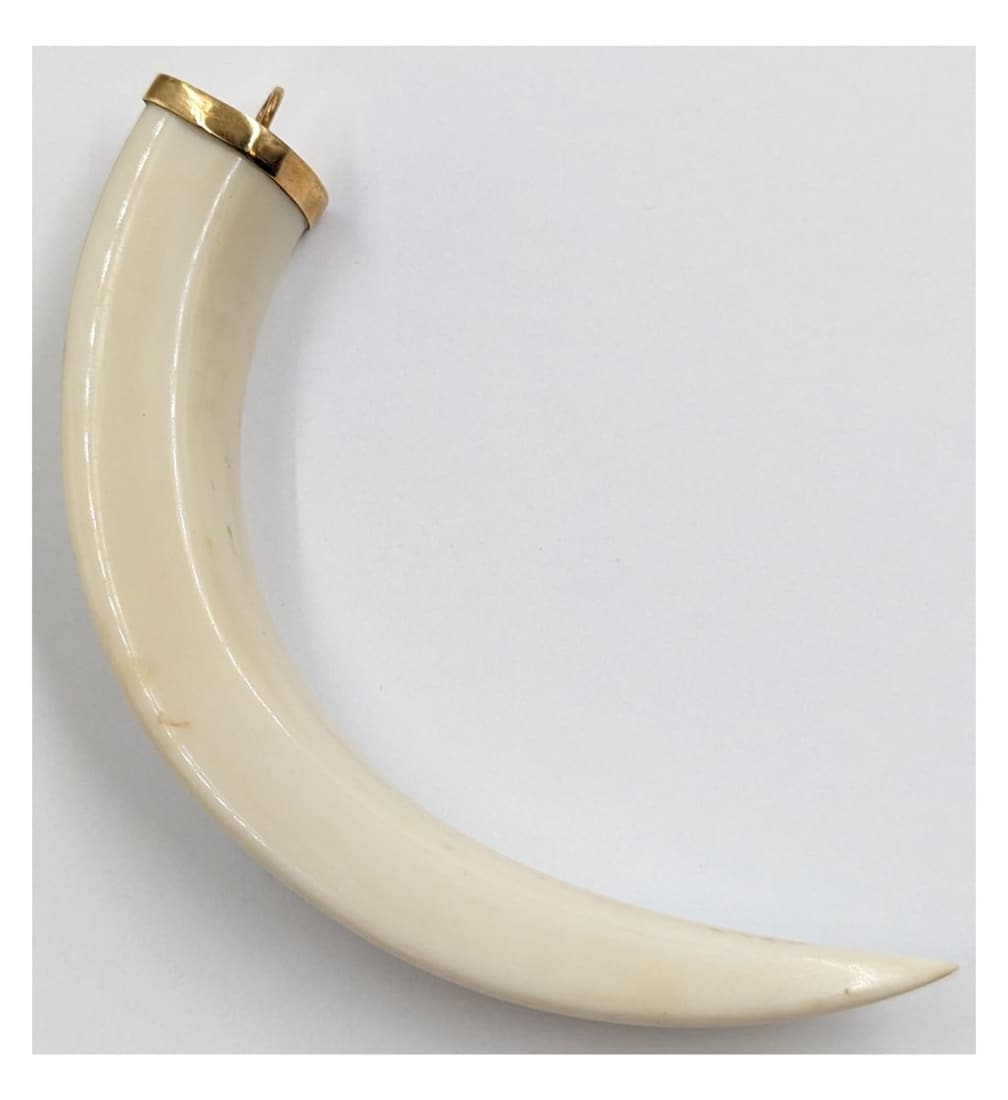 A Finely Carved Boar Tusk Pendant With 14K Gold Cap: A Finely Carved Boar Tusk Pendant With 14K Gold Cap. Measures approx. 3 3/4" long. || Please carefully read our terms of sale, shipping information, and request any condition reports or photos prior t