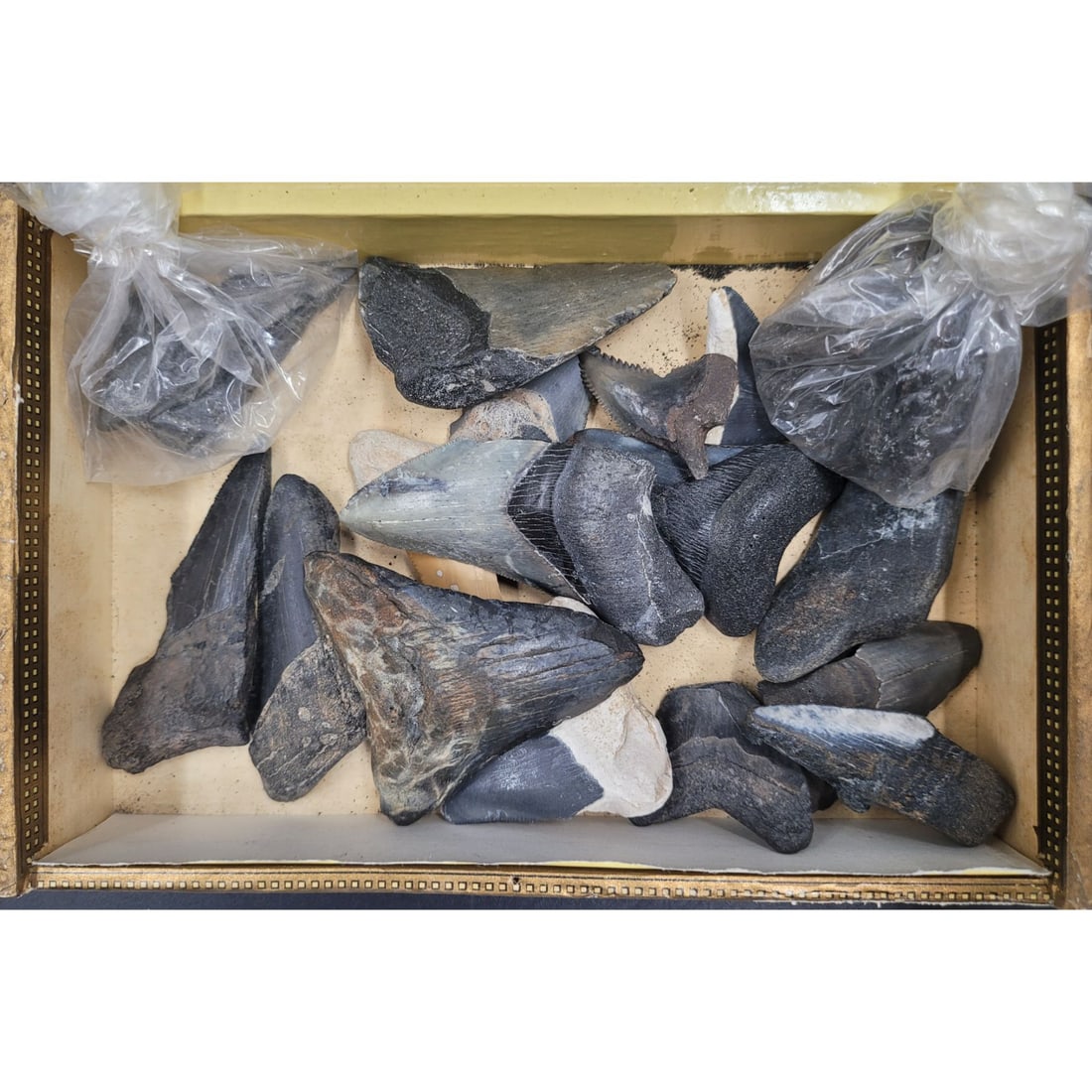 Megalodon And Other Shark Teeth Fossils: Megalodon And Other Shark Teeth Fossils. Teeth length range from 3" to 1" || Please carefully read our terms of sale, shipping information, and request any condition reports or photos prior to placing