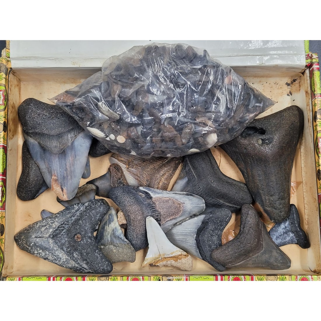 Megalodon And Other Shark Teeth Fossils: Megalodon And Other Shark Teeth Fossils. Teeth length range from 3" to 1" || Please carefully read our terms of sale, shipping information, and request any condition reports or photos prior to placing
