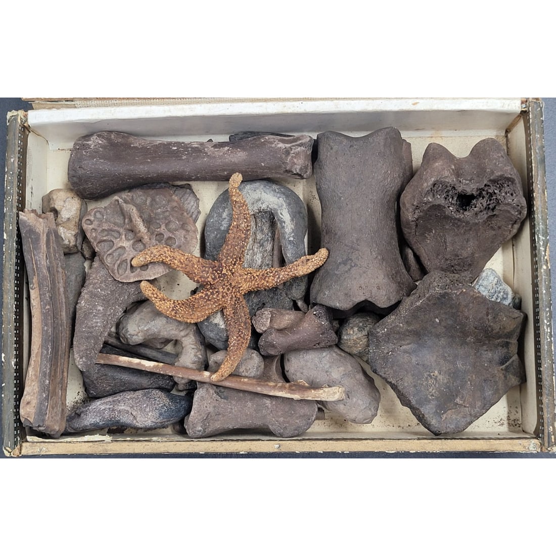 Lot Of Unresearched Bone And Other Fossils: Lot Of Unresearched Bone And Other Fossils. Fossils length range from 4.5" to 1". || Please carefully read our terms of sale, shipping information, and request any condition reports or photos prior to