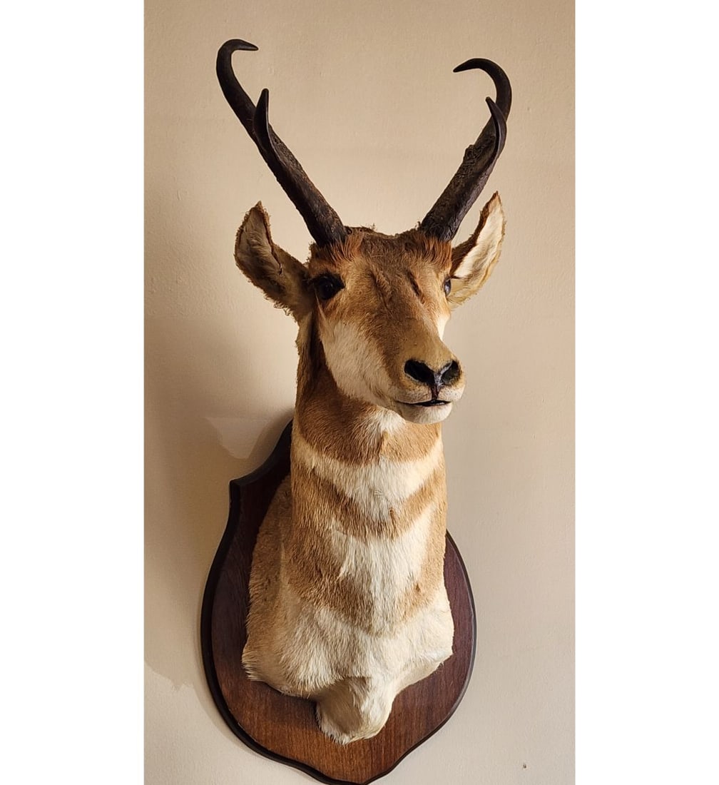 A Taxidermy Head Mount (1 of 7)