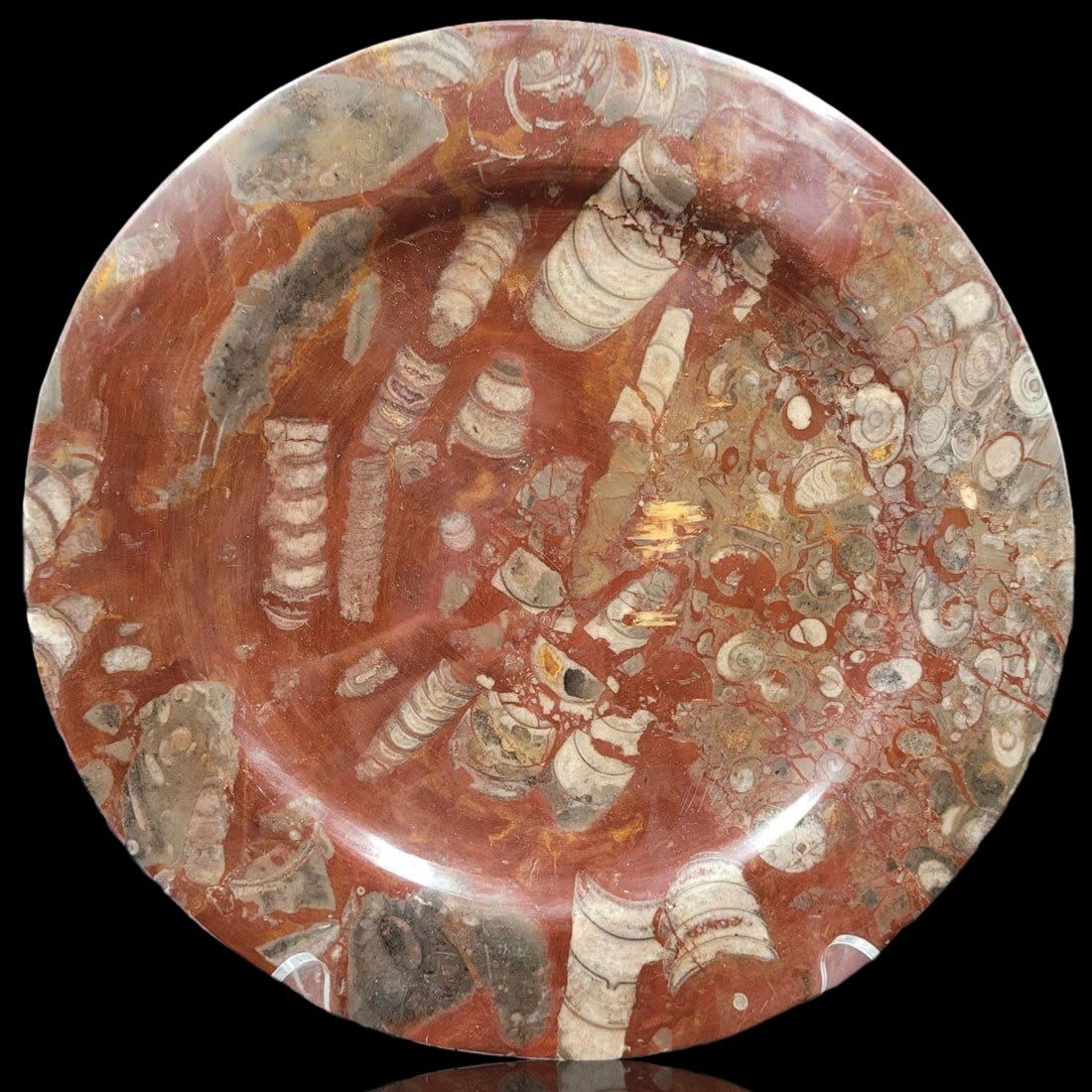 A Dinner Plate Made Of Fossil NO RESERVES: A Dinner Plate Made Of Fossil. Plate measures 10.25" in diameter. These Shells were collected and cataloged by an American expat living and working in New Guinea in the mid-1970s.|| Please carefully r