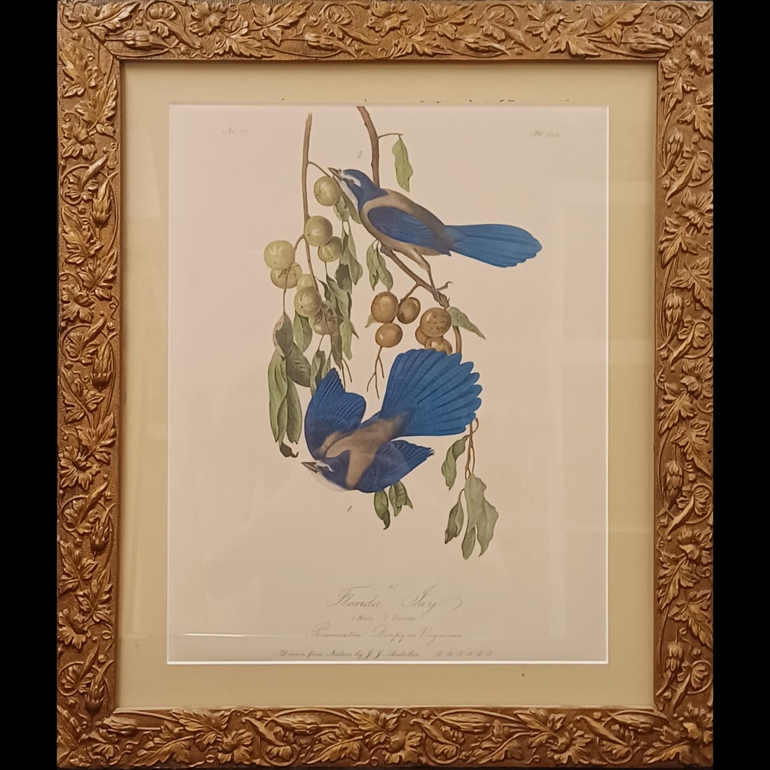 Framed Florida Jays Print After John James Audubon (1785-1851) (1 of 11)
