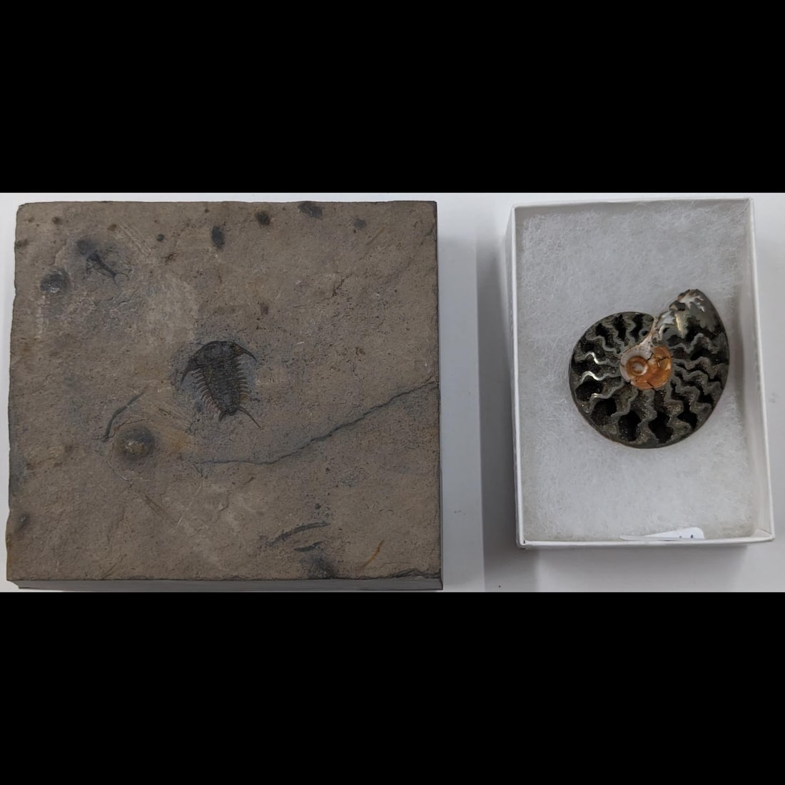 Pair Of Pre-Historic Fossils, Trilobite And Pyritized Cut Ammonite (1 of 11)