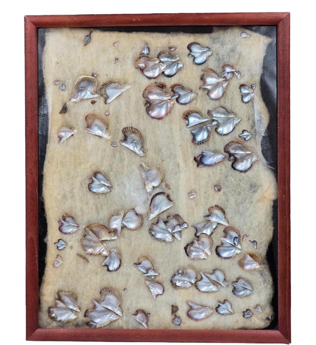 A Large Framed Collection Of Old Oyster Shells Various Sizes ( I Believe These Are Oyster) (1 of 17)