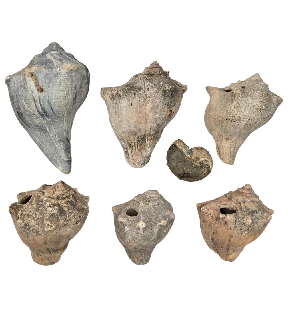Lot Of 6 Old Large Seashells, 5 With Holes , Large One No hole And A Fossil (1 of 20)