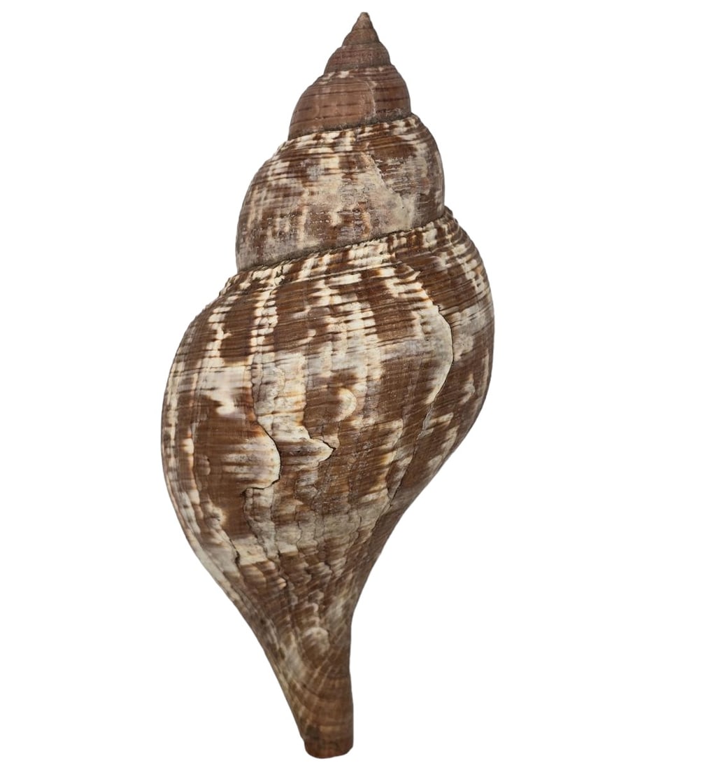 A Beautiful Large Seashell (1 of 12)