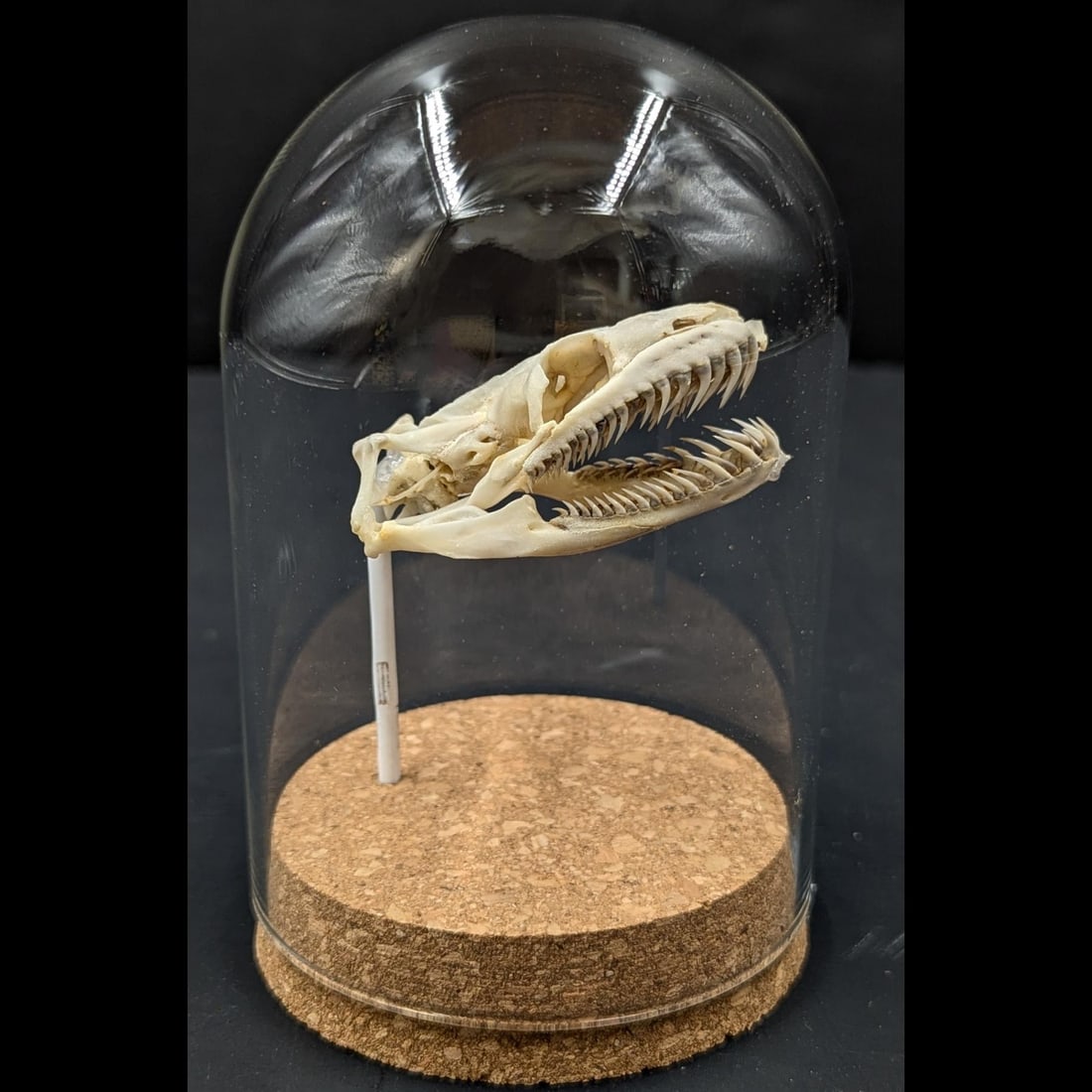 A Very Fine Mounted Taxidermy Ball Python Skull With Glass Cover (1 of 7)