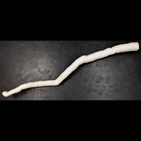 A Very Old Large White Pipe Coral