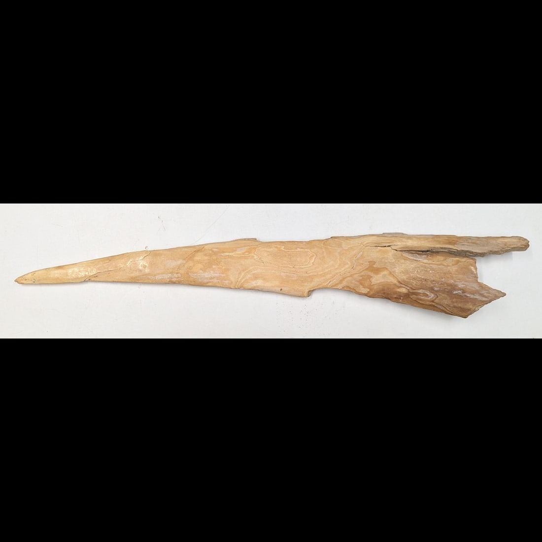 Large 21" Mammoth Tusk Fragment, 281 Grams: Large 21" Mammoth Tusk Fragment, 281 Grams. Please copy and paste the URL link below to review our Terms and Conditions for bidding, payment, shipping and other specifics for the auction comp