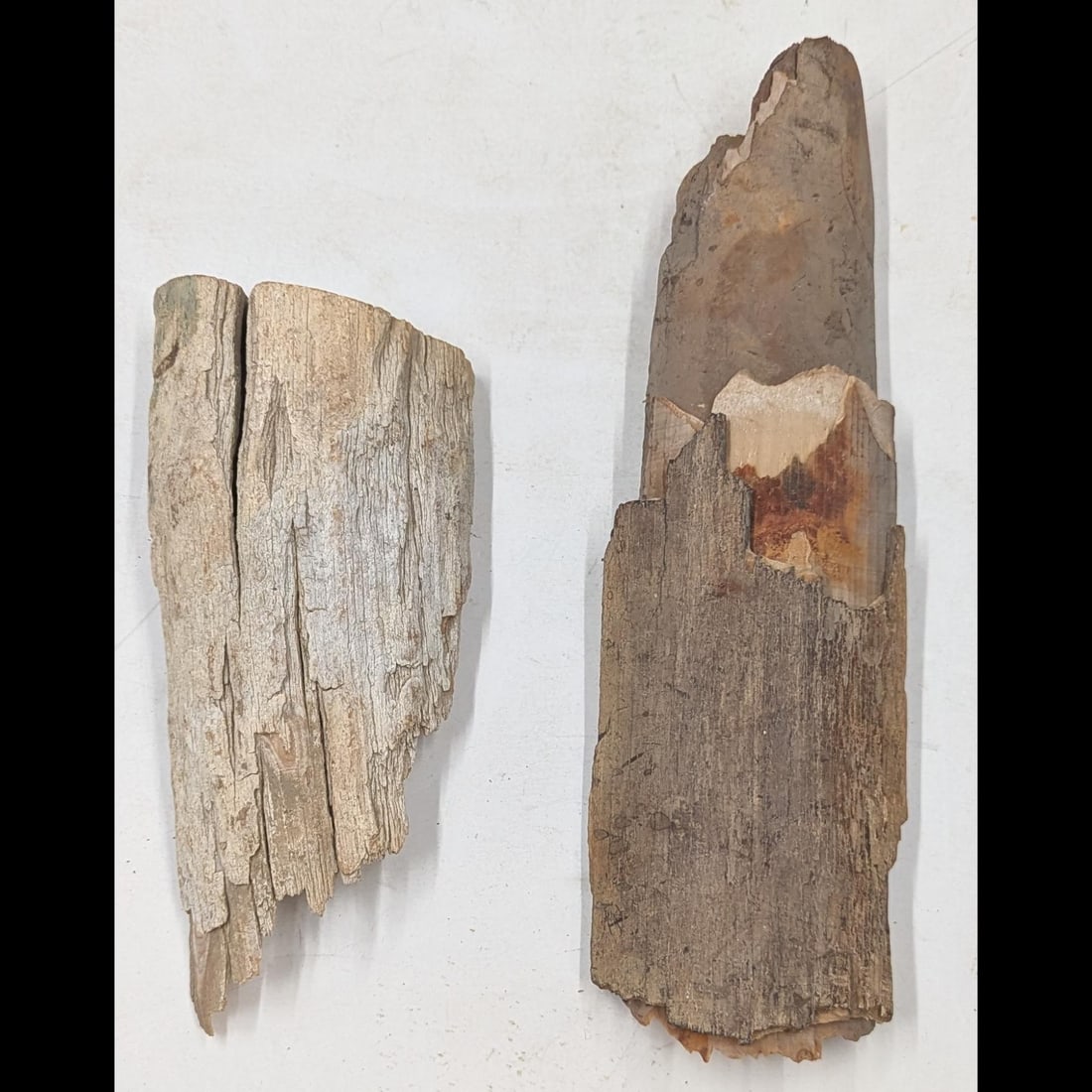 Pair Of 7" And 10" Mammoth Tusk Fragments, 470 Grams: Pair Of 7" And 10" Mammoth Tusk Fragments, 470 Grams. Please copy and paste the URL link below to review our Terms and Conditions for bidding, payment, shipping and other specifics for the