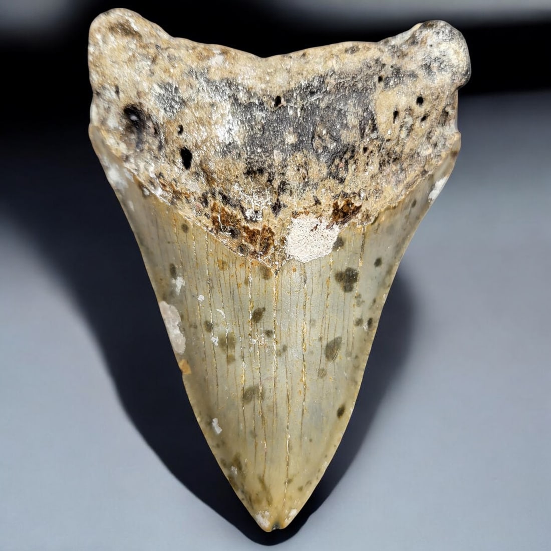 A Fossilized Megalodon Shark Tooth 4-1/4" Long: A Fossilized Megalodon Shark Tooth 4-1/4" Long. Measures approximately 4-1/4" long and 3" wide. Please copy and paste the URL link below to review our Terms and Conditions for bidding, paymen