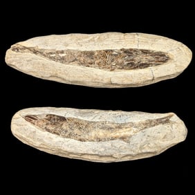 Pair Of Fossilized Rhacolepis Buccalis Fish