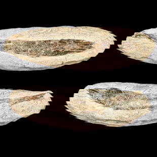 Pair Of Fossilized Rhacolepis Buccalis Fish: Pair Of Fossilized Rhacolepis Buccalis Fish. Measures approx. 7 1/4" and 8" long. Please copy and paste the URL link below to review our Terms and Conditions for bidding, payment, shipping a