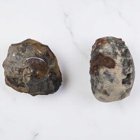 Pair Of Fossilized Shells, Possibly Both Ammonite