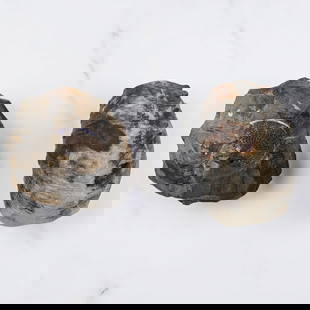 Pair Of Fossilized Shells, Possibly Both Ammonite: Pair Of Fossilized Shells, Possibly Both Ammonite. Measures approx. 3 1/2" X 3 1/2" and 2" X 4". Please copy and paste the URL link below to review our Terms and Conditions for bidding, paym