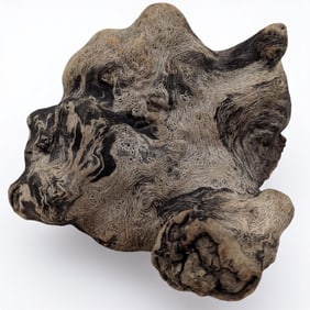 Beautiful Vintage Raw Oak Burl With Incredible Graining