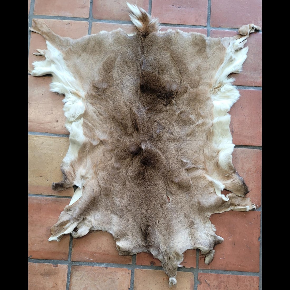 White Tail Deer Pelt (1 of 7)