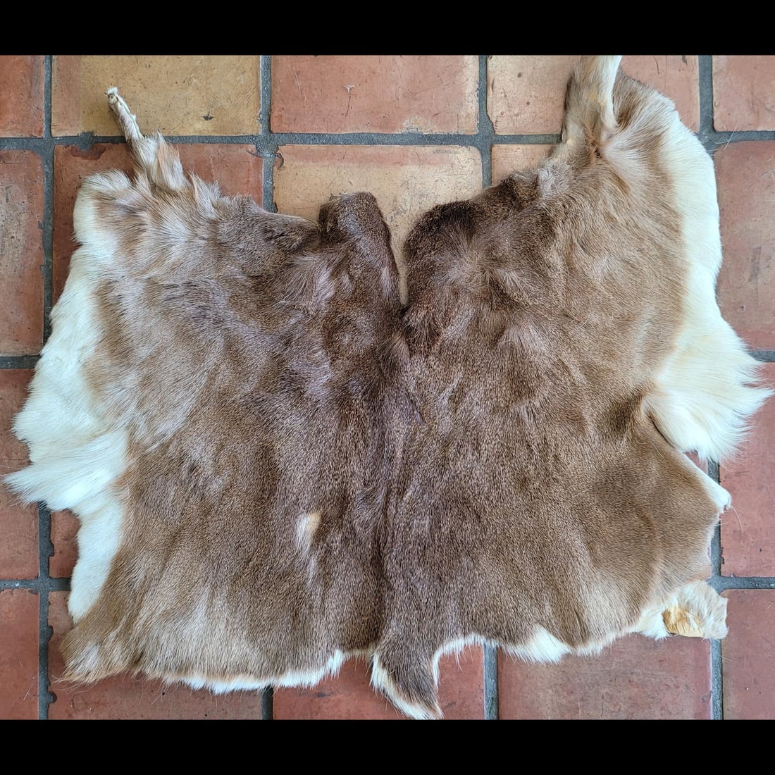 Small White Tail Deer Pelt (1 of 8)