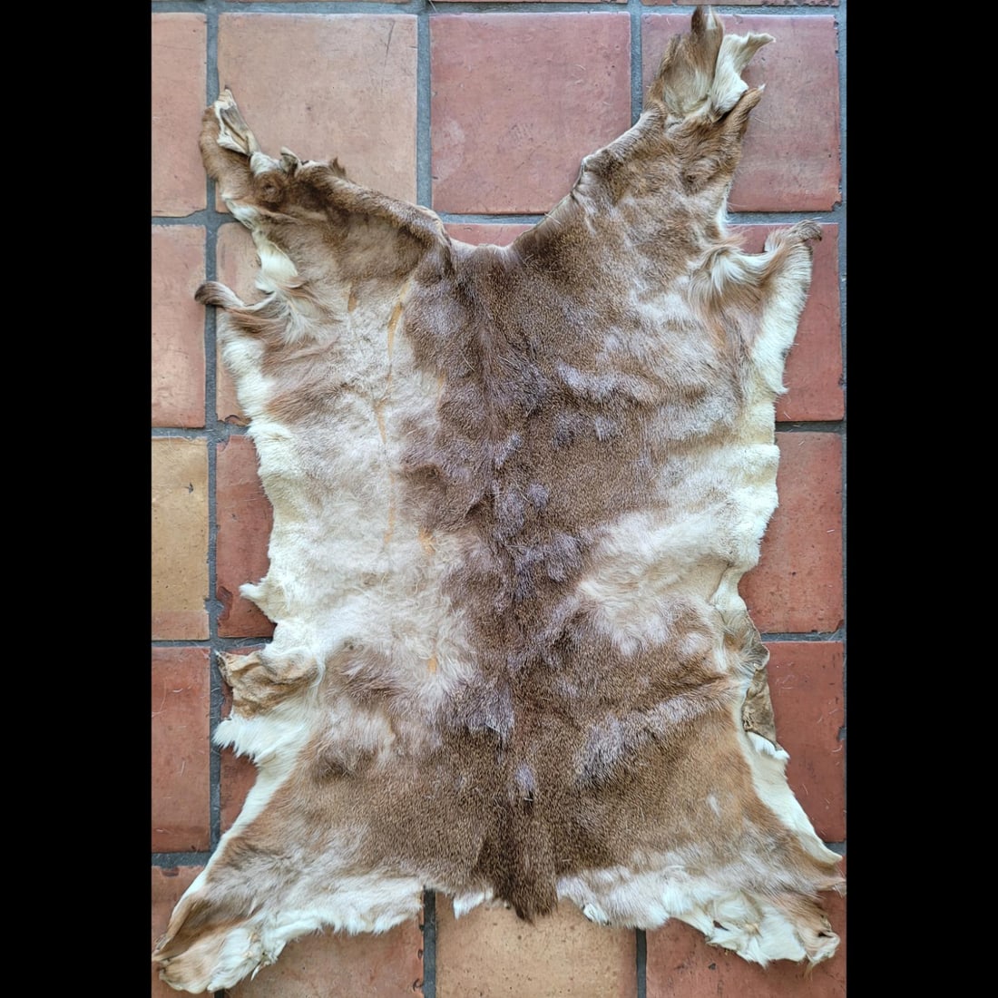 Large White Tail Deer Pelt (1 of 7)