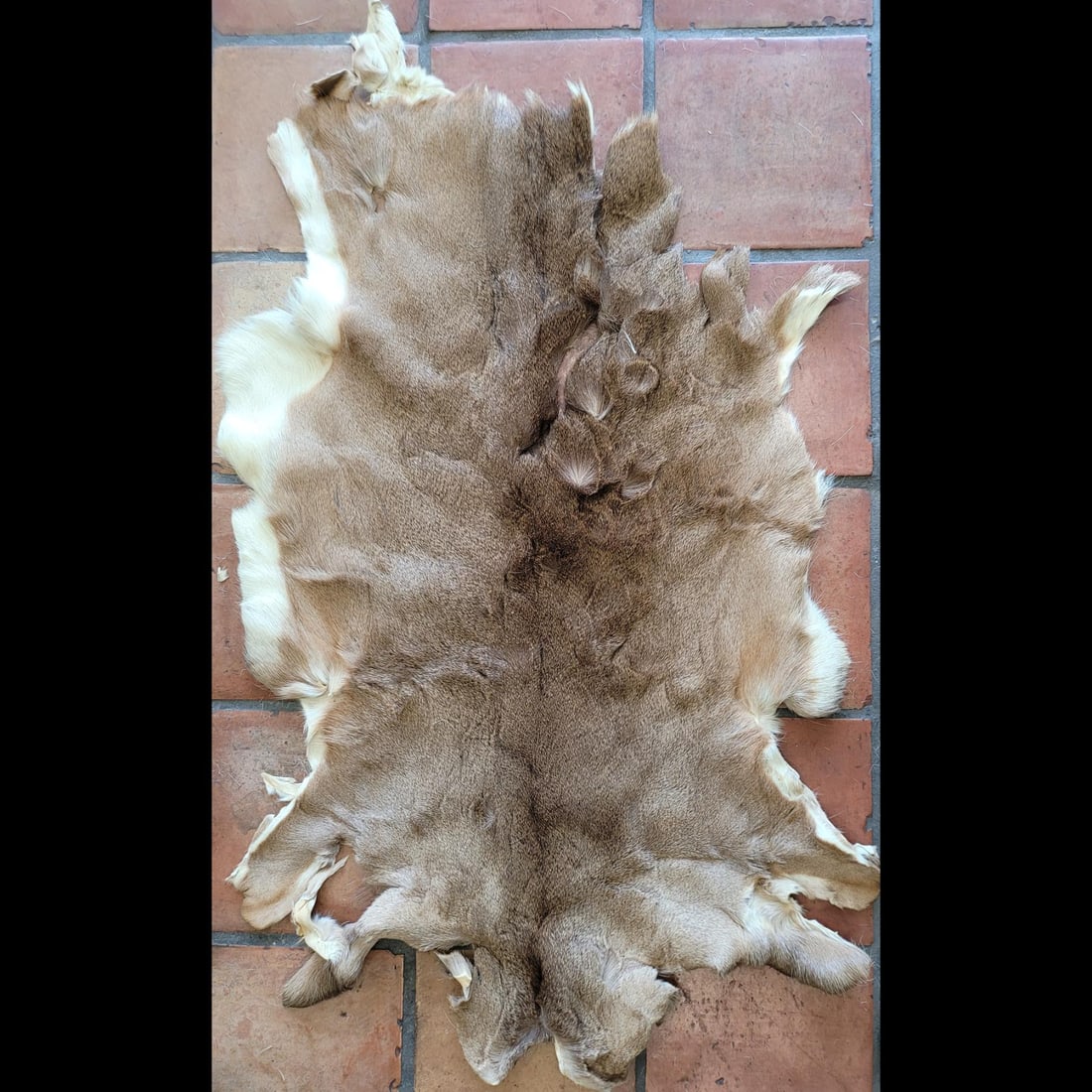 White Tail Deer Pelt (1 of 8)