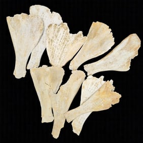 Grouping Of Cow Or Deer Bones Carved W/ Chinese Logogram, 9 Pieces