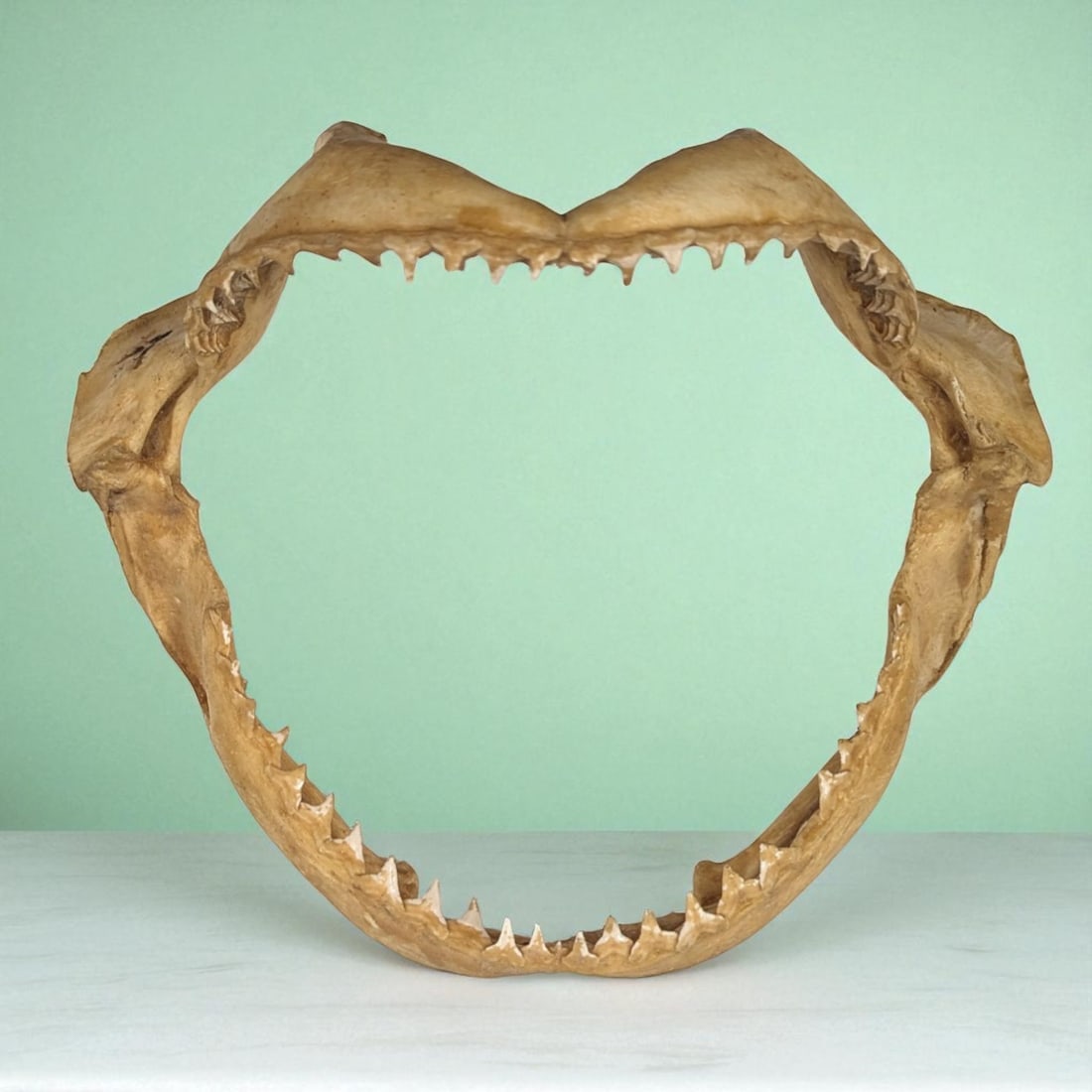 Vintage Intact Shark Jaw And Teeth: Vintage Intact Shark Jaw And Teeth. Measures approx. 7 1/2" X 9". Please copy and paste the URL link below to review our Terms and Conditions for bidding, payment, shipping and other spec